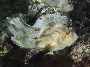 Well-camouflaged fish, rocking fish (Taenianotus triacanthus), lies on coral fields and adapts to