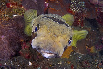 Portrait of masked porcupinefish (Diodon liturosus), porcupinefish, with patterned body and yellow