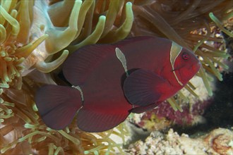 Close-up of a red anemonefish, velvet anemonefish, spiny anemonefish (Amphiprion biaculeatus),