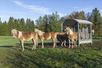 Group of horses on a pasture in front of a wooden shelter surrounded by trees, near Füssen,