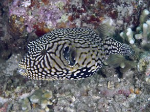 A fish with a complex pattern, map pufferfish (Arothron mappa), swimming over a tropical reef, dive