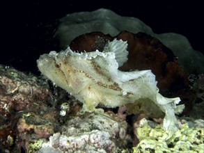 A white fish, rocking fish (Taenianotus triacanthus), resting on a coral reef, dive site Pidada,