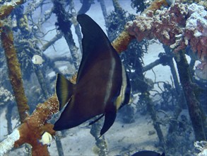 Dark coloured batfish, longfin batfish (Platax teira) juvenile, near artificial coral reef, dive