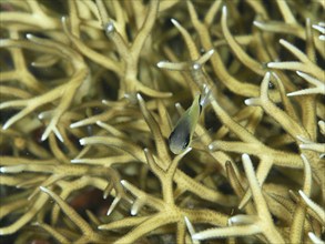 Small fish, blackband damselfish (Pycnochromis retrofasciatus), between branching yellow corals in