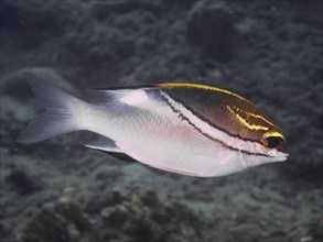 A colourful fish, sash snapper (Scolopsis bilineata), swimming in a grey underwater world, dive