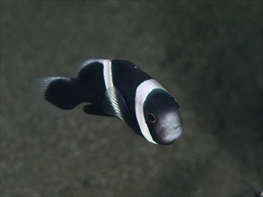 Small black and white fish, saddle spot anemonefish (Amphiprion polymnus), in a dark, blurred