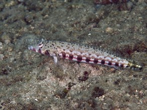 A fish, sand perch (Parapercis bimacula), with a dotted pattern resting on a sandy seabed, dive