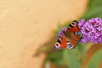 Peacock butterfly (Inachis io) sucking nectar on butterfly bush (Buddleja davidii), in a natural