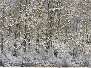 Poplar Trees (Populus sp.) in winter, covered in fresh snow, county Hessen, Germany, Europe