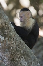 White-shouldered capuchin monkey (Cebus capucinus), Manuel Antonio National Park, Costa Rica,