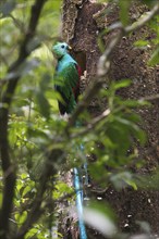 Quetzal (Pharomachrus mocinno), Reserva biologica Bosque Nubosa, Costa Rica, Central America