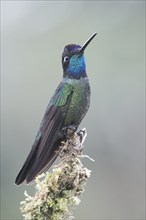 Violet-crowned Brilliant Hummingbird (Eugenes fulgens), Parque National Los Quetzales, Costa Rica,