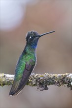 Violet-crowned Brilliant Hummingbird (Eugenes fulgens), Parque National Los Quetzales, Costa Rica,