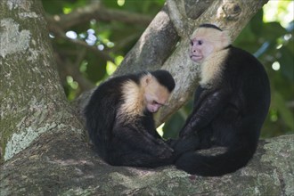 White-shouldered capuchin monkeys (Cebus capucinus), Manuel Antonio National Park, Costa Rica,