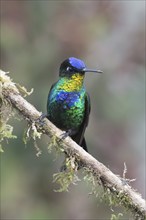 Fire-throated hummingbird (Panterpe insignis), Parque National Los Quetzales, Costa Rica, Central