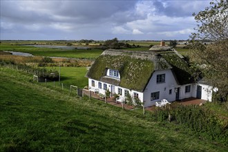 Thatched-roof house on Kaydeich, Pellworm Island, Schleswig-Holstein Wadden Sea National Park,