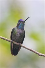 Violet-crowned Brilliant Hummingbird (Eugenes fulgens), Parque National Los Quetzales, Costa Rica,