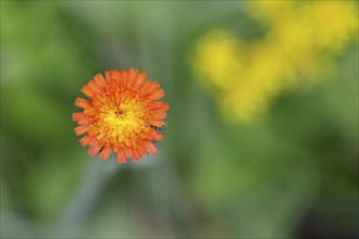 Orange hawkweed, orange-red hawkweed (Hieracium aurantiacum), flower on a rough meadow, Wilnsdorf,