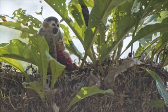 Central American squirrel monkey (Saimiri oerstedii), Manuel Antonio National Park, Costa Rica,