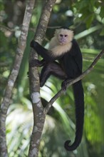 White-shouldered capuchin monkey (Cebus capucinus), Manuel Antonio National Park, Costa Rica,