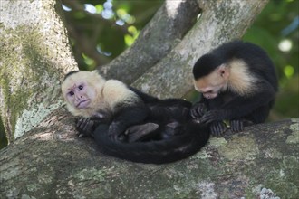 White-shouldered capuchin monkeys (Cebus capucinus), Manuel Antonio National Park, Costa Rica,