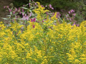 Common goldenrod (Solidago virgaurea), flowering in late summer, on the edge of a forest, Hessen,