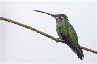 Violet-crowned Brilliant Hummingbird (Eugenes fulgens), Parque National Los Quetzales, Costa Rica,