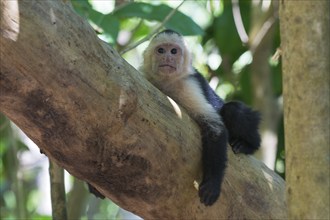 White-shouldered capuchin monkey (Cebus capucinus), Manuel Antonio National Park, Costa Rica,