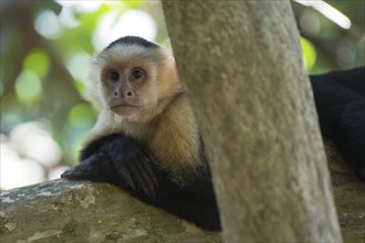 White-shouldered capuchin monkey (Cebus capucinus), Manuel Antonio National Park, Costa Rica,