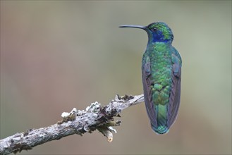 Small violet-eared hummingbird (Colibri thalassinus), Parque National Los Quetzales, Costa Rica,