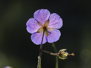 Meadow cranesbill (Geranium pratense), single blossom with dewdrops on its petals, photographed