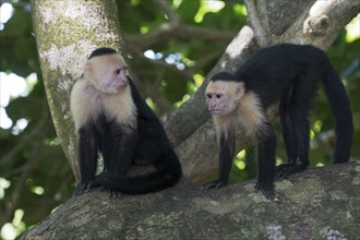 White-shouldered capuchin monkeys (Cebus capucinus), Manuel Antonio National Park, Costa Rica,