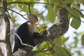 White-shouldered capuchin monkey (Cebus capucinus), Manuel Antonio National Park, Costa Rica,