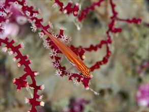 Red fish, black-bellied goby (Eviota atriventris), resting on a soft coral with open polyps, dive