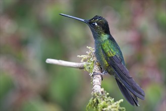 Violet-crowned Brilliant Hummingbird (Eugenes fulgens), Parque National Los Quetzales, Costa Rica,