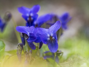 Common Dog Violet (Viola riviniana) plants flowering in the spring, county Hessen, Germany, Europe