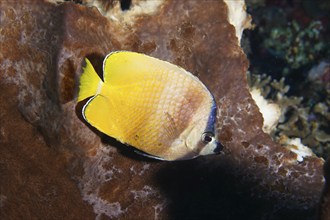 Yellow butterflyfish, Sunburst Butterflyfish (Chaetodon kleinii), swimming on a coral wall, dive