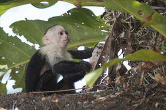 White-shouldered capuchin monkey (Cebus capucinus), Manuel Antonio National Park, Costa Rica,