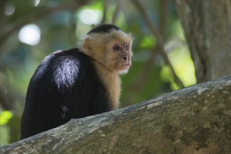 White-shouldered capuchin monkey (Cebus capucinus), Manuel Antonio National Park, Costa Rica,