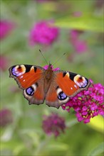 Peacock butterfly (Inachis io) sucking nectar on butterfly bush (Buddleja davidii), in a natural