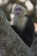 White-shouldered capuchin monkey (Cebus capucinus), Manuel Antonio National Park, Costa Rica,