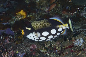 Leopard triggerfish (Balistoides conspicillum) with distinctive spots glides over a colourful reef,