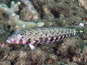 Fish with distinctive pattern, sand perch (Parapercis bimacula), lurking on corals, dive site Close