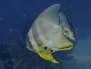 Large batfish with yellow fins, long-finned batfish (Platax teira), swimming majestically in the