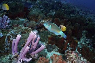 Colourful parrotfish, ballhead parrotfish (Chlorurus sordidus), swimming through a species-rich