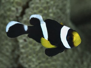 Black and white clownfish with yellow accent, saddle spot anemonefish (Amphiprion polymnus),