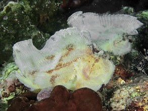 Two almost white fishes, rocking fish (Taenianotus triacanthus), sitting in a colourful coral reef,