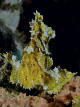 Vividly patterned yellow reef fish with white spots, rocking fish (Taenianotus triacanthus), in