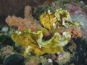 Two yellow fishes, rocking fish (Taenianotus triacanthus), sitting on a living coral reef, dive