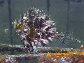 A jewellery filefish (Chaetodermis penicilligerus), filefish, swimming in an abandoned coral